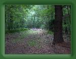 HPIM1443 * 2592 x 1952 * (2.37MB)